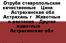 Отруби ставропольские качественные › Цена ­ 160 - Астраханская обл., Астрахань г. Животные и растения » Другие животные   . Астраханская обл.